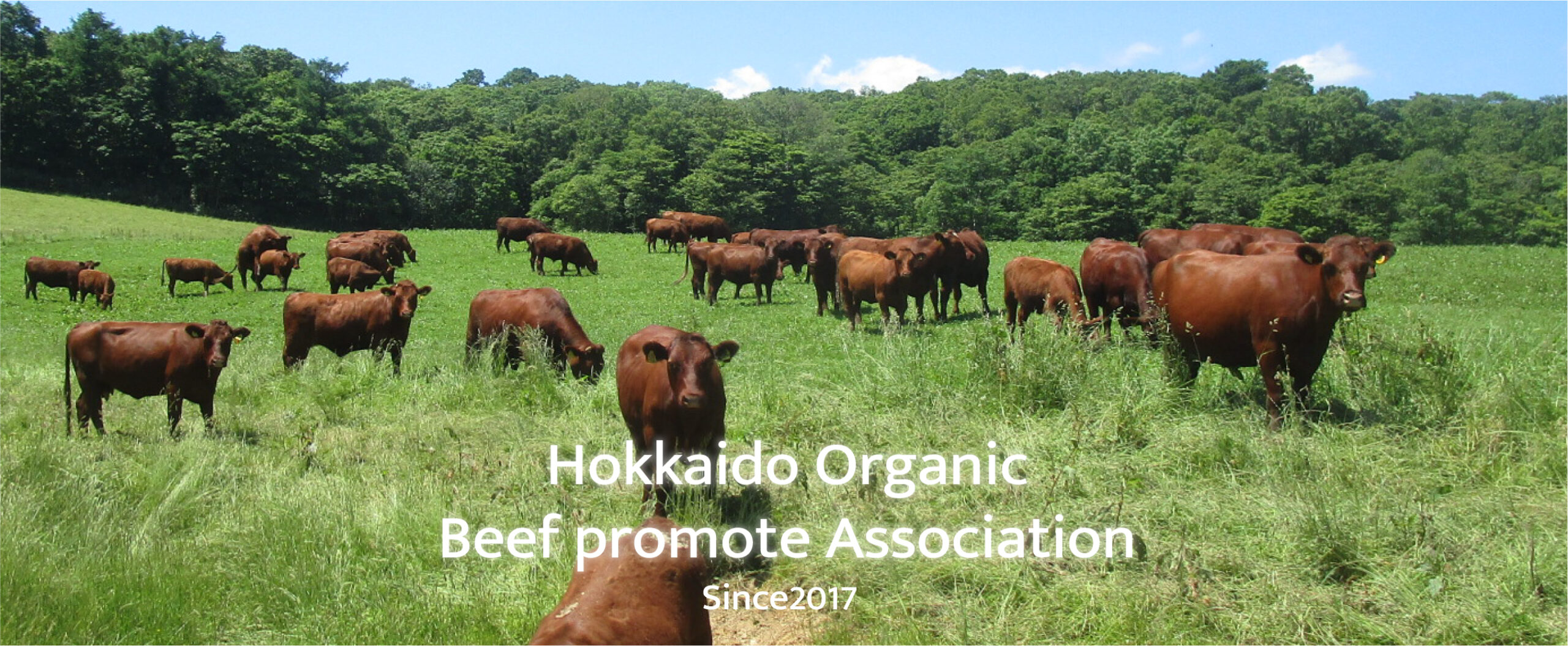 北海道産の有機畜産物、主には牛肉の生産技術を向上し普及活動を行うとともに、マーケットを拡大・流通を発展させていくことを目標に活動をしています。